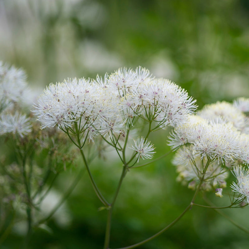 Thalictrum 'Alba' 2L -