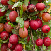 Gooseberry 'Ribes' Captivator 2L -