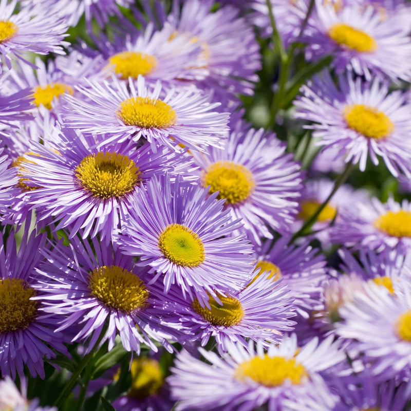 Erigeron 'Azure Beauty' 9cm -