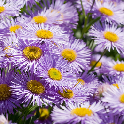 Erigeron 'Azure Beauty' 9cm -