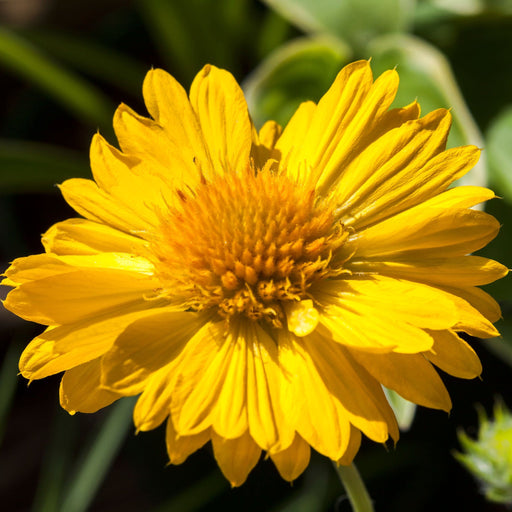 Gaillardia 'Mesa Yellow' 9cm / 2L -