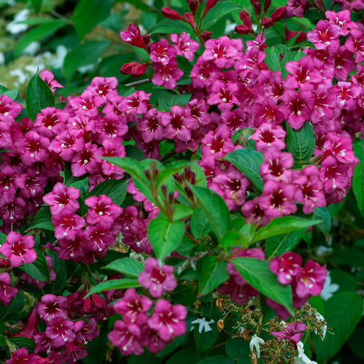 Weigela 'Minuet' 1L / 2L -