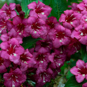 Weigela 'Minuet' 1L / 2L -