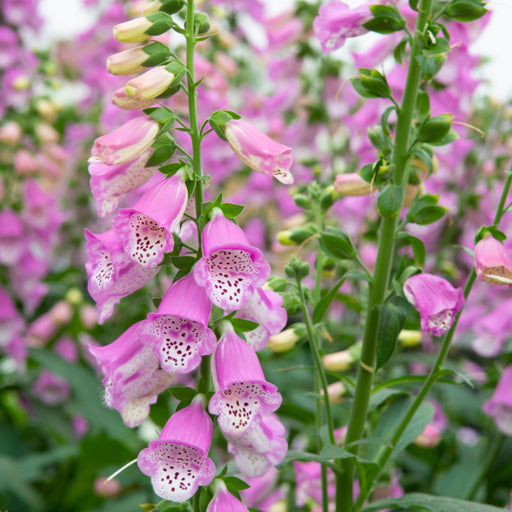 Digitalis mertonensis 'Summer King' 9cm -