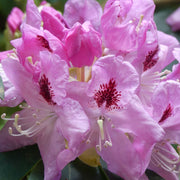 Rhododendron Delta 2L / 5L -