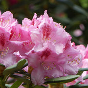 Rhododendron Delta 2L / 5L -