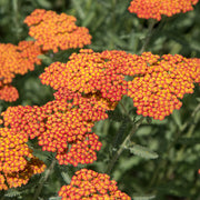 Achillea millefolium Peggy Sue 3L -