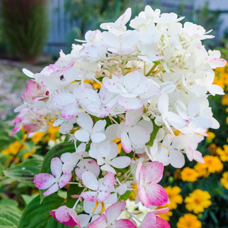 Hydrangea paniculata 'Wim's Red' 2L / 3L / 10L -