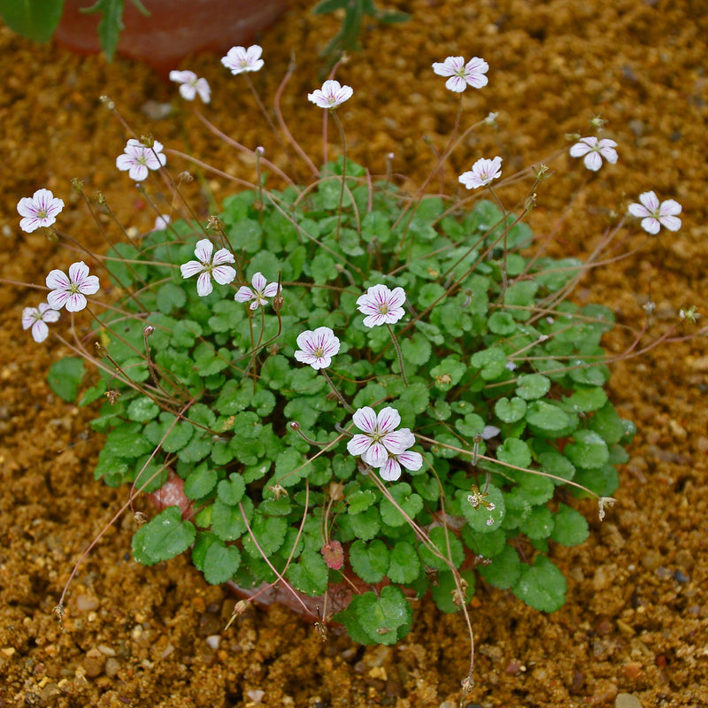 Erodium reichardii Album 9cm -