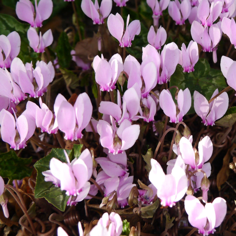 Hardy Cyclamen Pink (9cm Pot) -