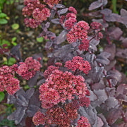 Sedum seduction Hot Rose Dark Stems 2L -