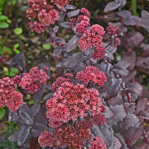 Sedum seduction Hot Rose Dark Stems 2L -