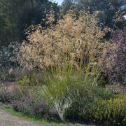 Stipa gigantea (Golden Oats) 9cm / 3L -