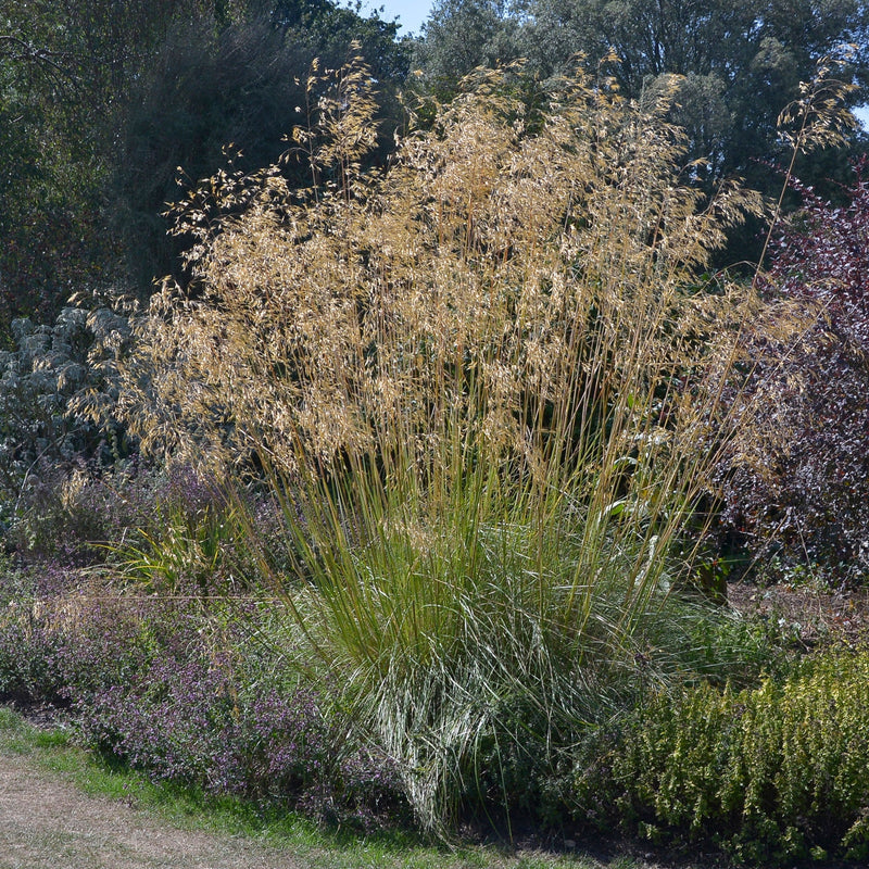 Stipa gigantea (Golden Oats) 9cm / 3L -