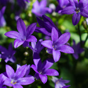 Campanula portenschlagiana 1L -