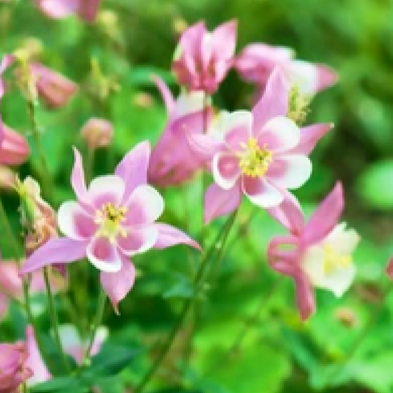 Aquilegia Spring Magic Rose' 9cm -