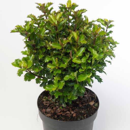 Ilex meserveae 'Little Rascal' Holly 2L -