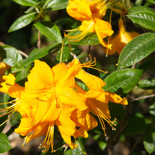 Azalea knaphill 'Harvest Moon' 5L (80-90cm inc. pot) -