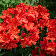 Azalea knaphill 'Satan' 5L (80-90cm inc. pot) -