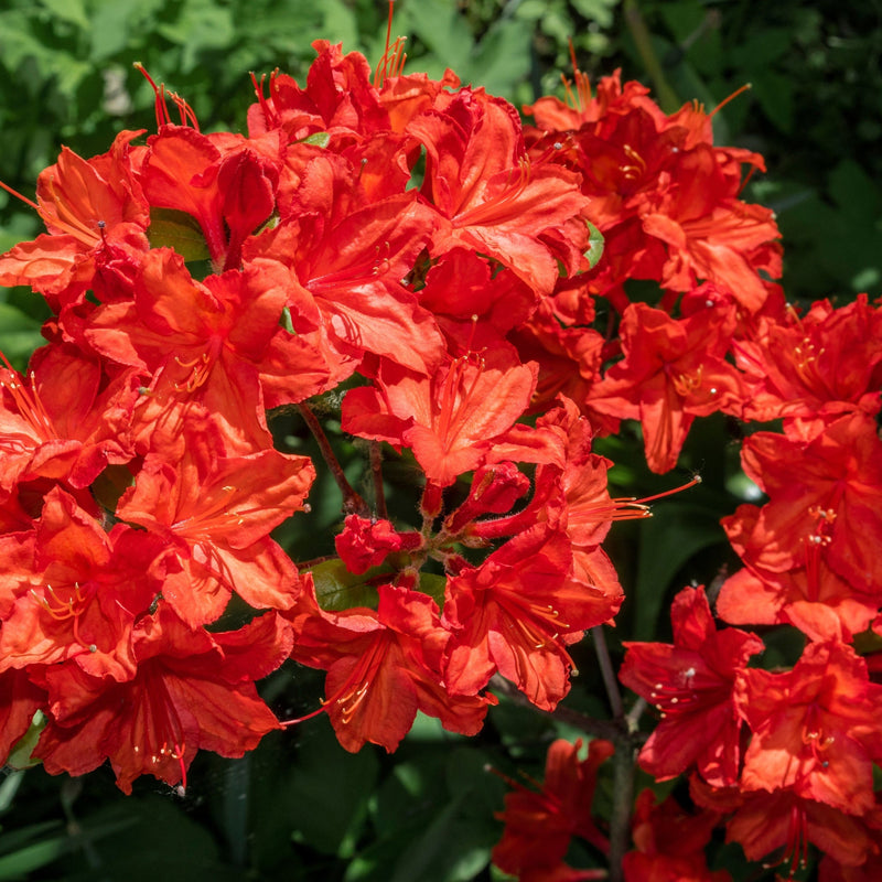 Azalea knaphill 'Satan' 5L (80-90cm inc. pot) -