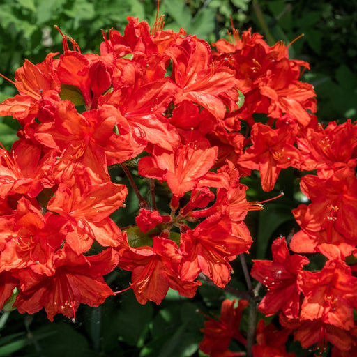 Azalea knaphill 'Satan' 5L (80-90cm inc. pot) -