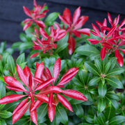 Pieris japonica 'Red Mill' 1L -