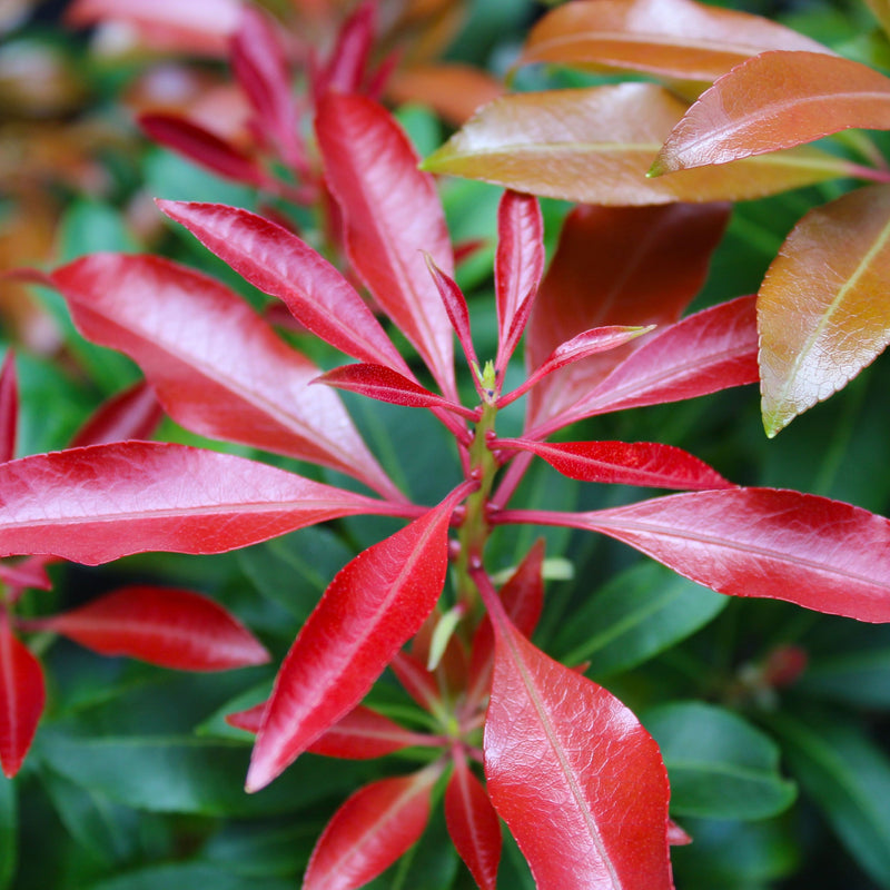 Pieris japonica 'Red Mill' 1L -