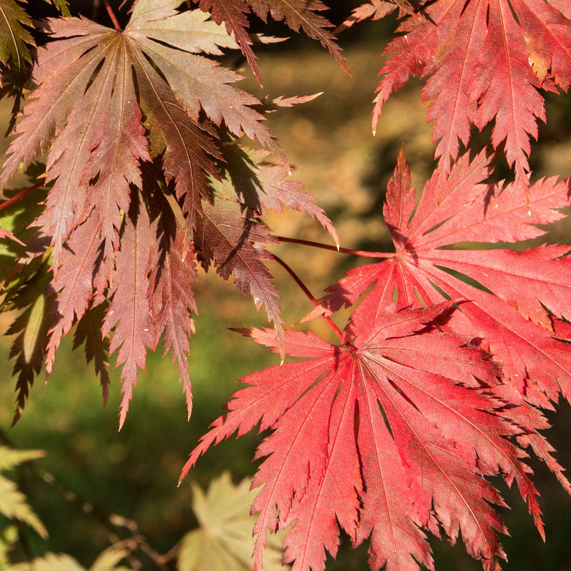 Acer palmatum Yasemin 3L -