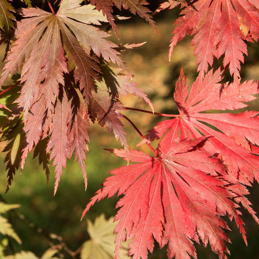 Acer palmatum Yasemin 3L -