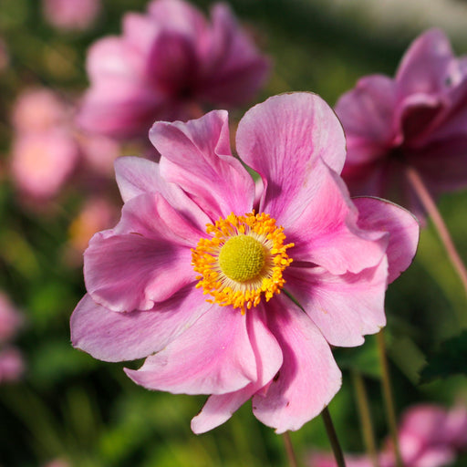 Anemone hupehensis 'Serenade' 2L -