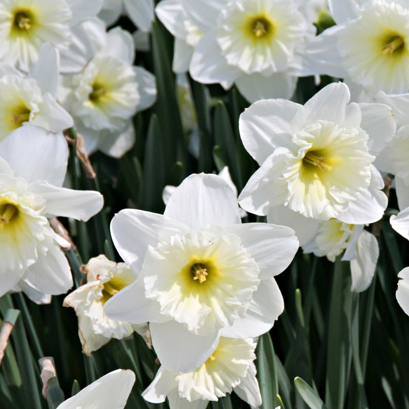 Narcissi Scented White Mix | Dwarf White Daffodil Bulbs (8 Bulbs) -