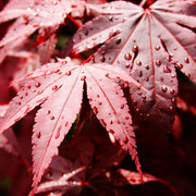 Acer palmatum 'Bloodgood' 35L 150cm -