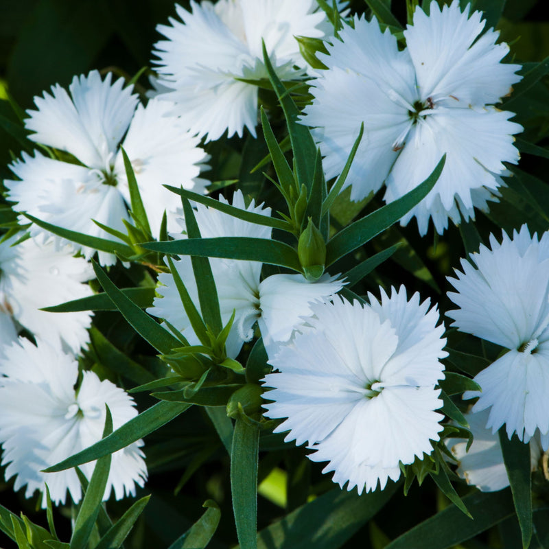 Dianthus x allwoodii 'Mojito' 9cm -