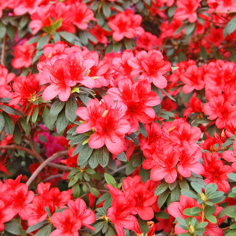 Azalea 'Gorbella Rood' 2L -