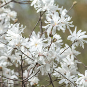 Magnolia stellata | Star Magnolia 9cm - 5L -