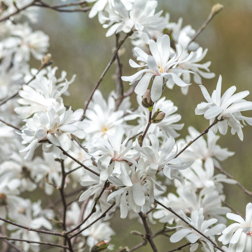 Magnolia stellata | Star Magnolia 9cm - 5L -