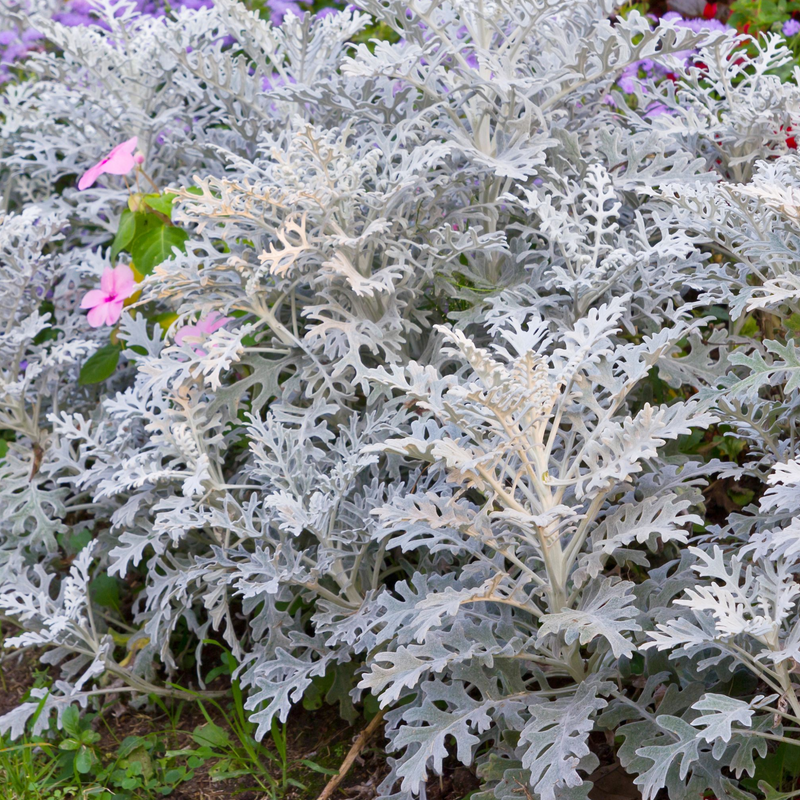 3 x Cineraria 'Silver Dust' (9cm Pots) -