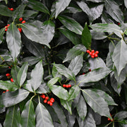 Aucuba japonica 'Rozannie' 9cm / 2L -
