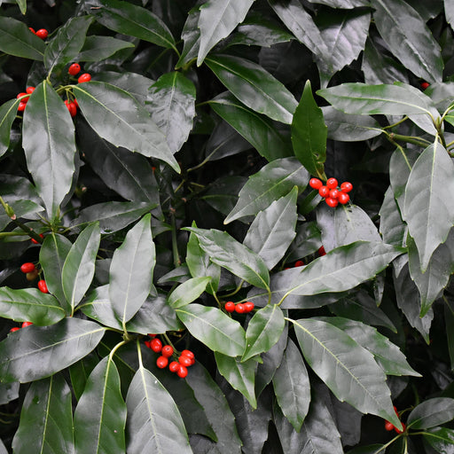 Aucuba japonica 'Rozannie' 9cm / 2L -