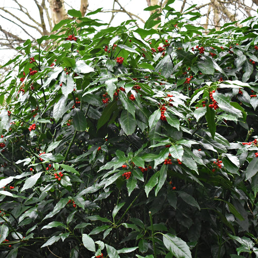 Aucuba japonica 'Rozannie' 9cm / 2L -