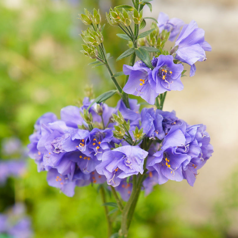 Polemonium caeruleum (Jacob's Lader) Blue 9cm -