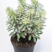 Euphorbia characias 'Silver Swan' 2L -