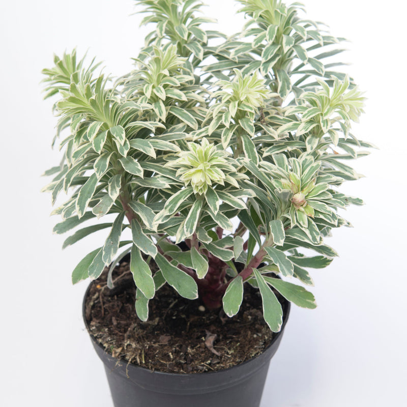 Euphorbia characias 'Silver Swan' 2L -