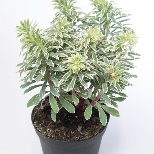 Euphorbia characias 'Silver Swan' 2L -