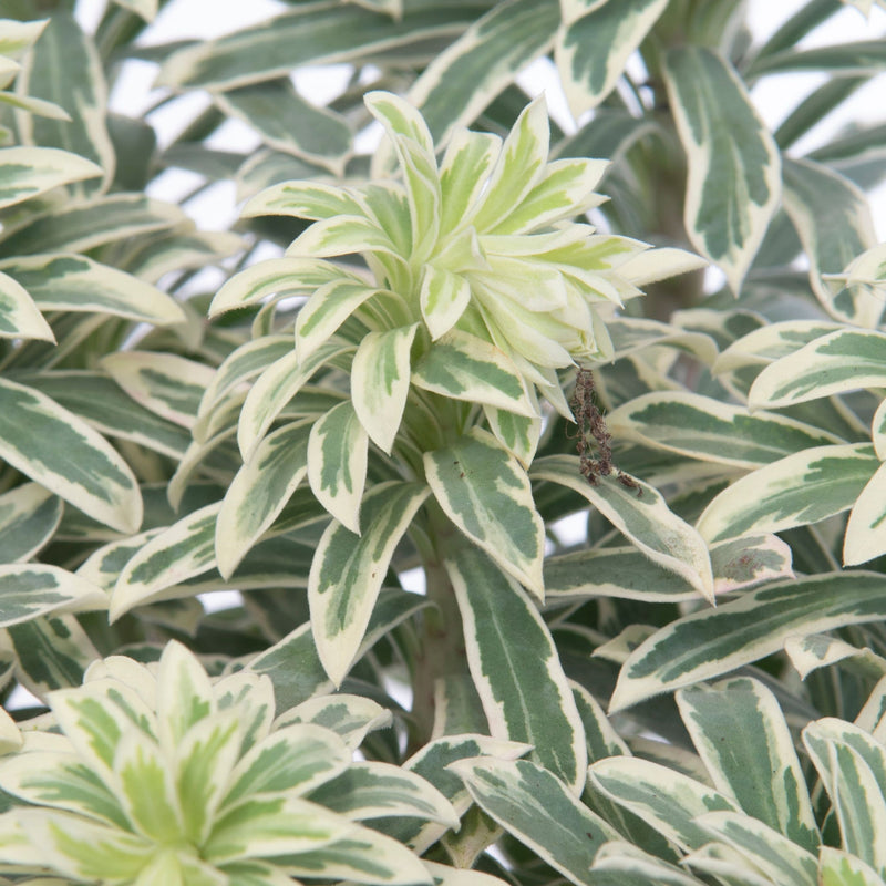 Euphorbia characias 'Silver Swan' 2L -