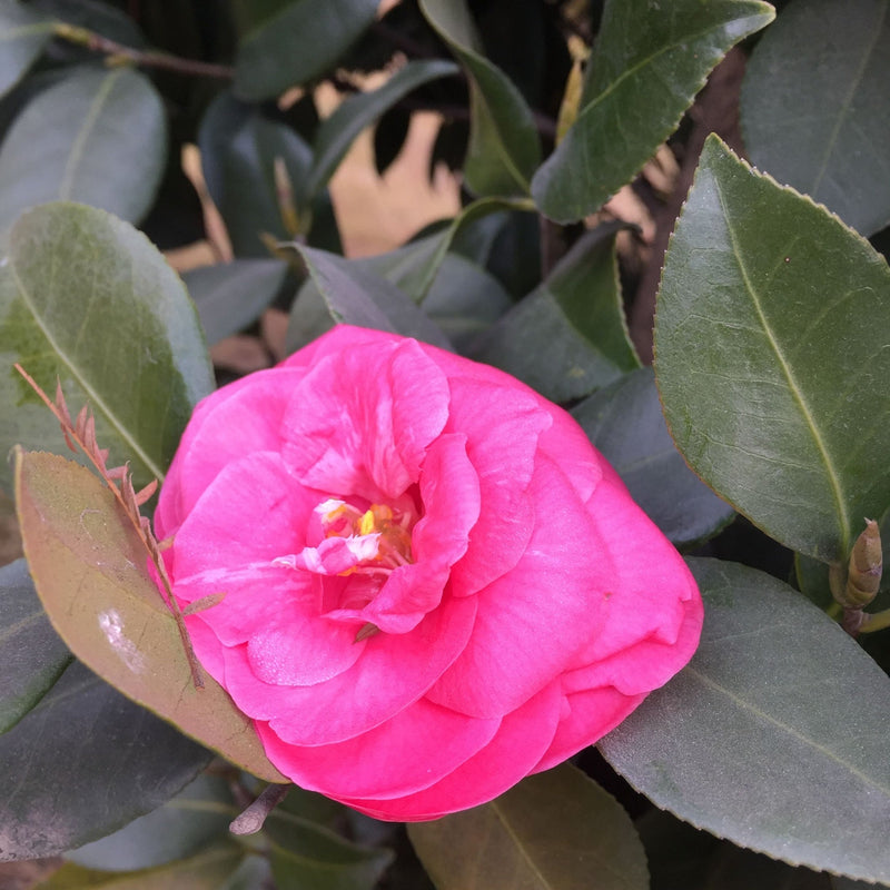 Camellia x williamsii 'Ruby Wedding' 9cm -