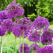 Allium 'Purple Sensation' (5 Bulbs) -