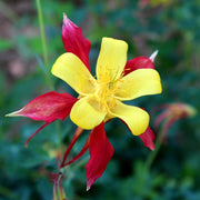 Aquilegia caerulea 'Tequila Sunshine' 9cm -