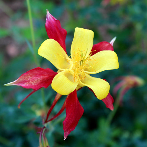 Aquilegia caerulea 'Tequila Sunshine' 9cm -