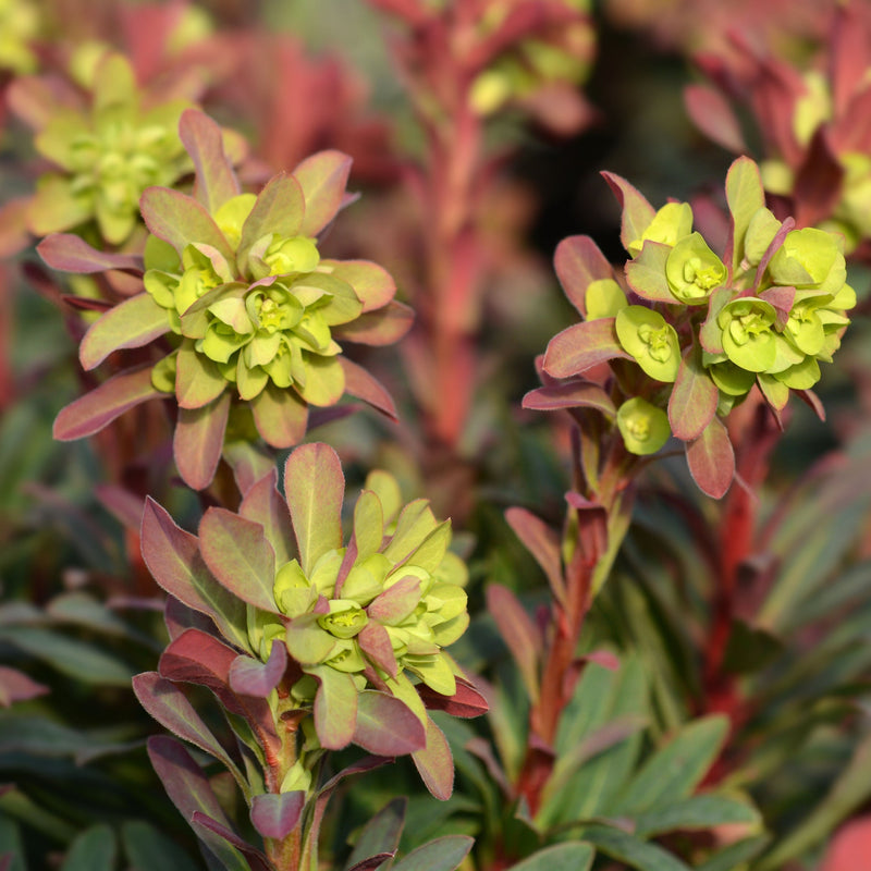 Euphorbia Amygdaloides 'purpurea' 9cm/2L -